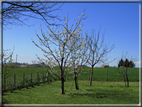 foto Paesaggi Collinari in Primavera